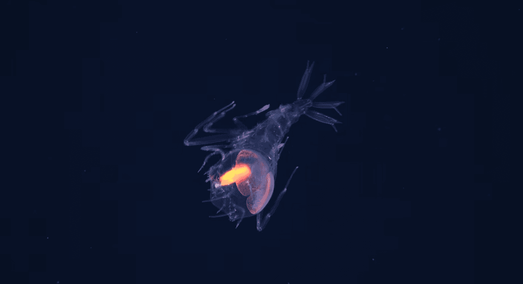 31 de noi specii marine au fost descoperite într-o zonă puțin explorată a Atlanticului
