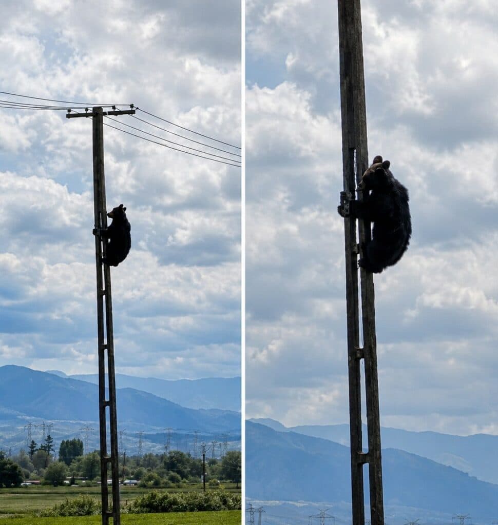 Urs cocoțat pe un stâlp de electricitate în Brașov