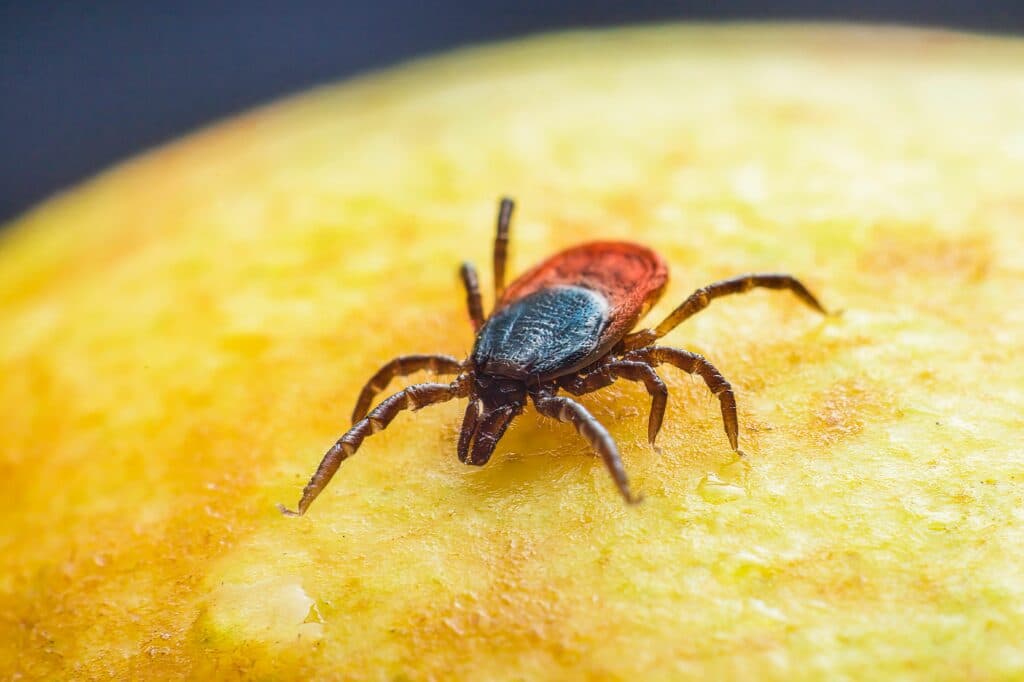 Mușcătura de căpușă: Ce ai de făcut / Când e necesar antibioticul