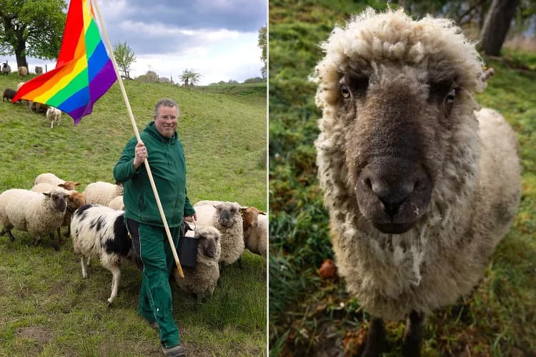 De ce rentează să fii oaie gay / Un ONG din Germania are gânduri mărețe cu lâna oilor gay și asta nu e tot