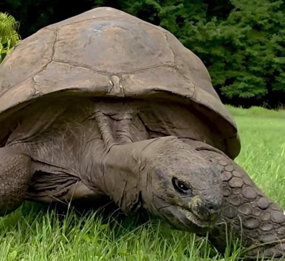 Are 194 de ani și încă scrie istorie. Țestoasa Jonathan este cel mai bătrân animal terestru din lume
