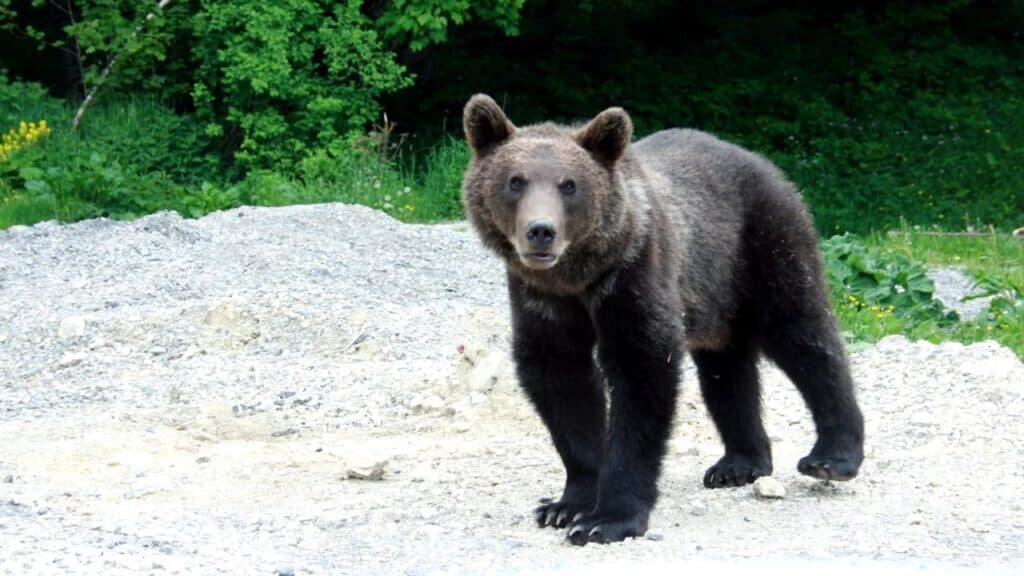 Al doilea urs semnalat în județul Sibiu în mai puțin de 24 de ore. A fost emis mesaj RO-Alert