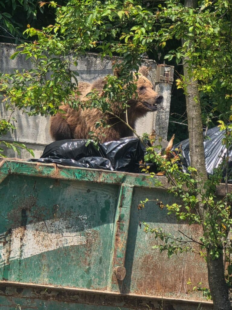 Urs găsit în containerul de gunoi al unui spital din Brașov. A fost împușcat