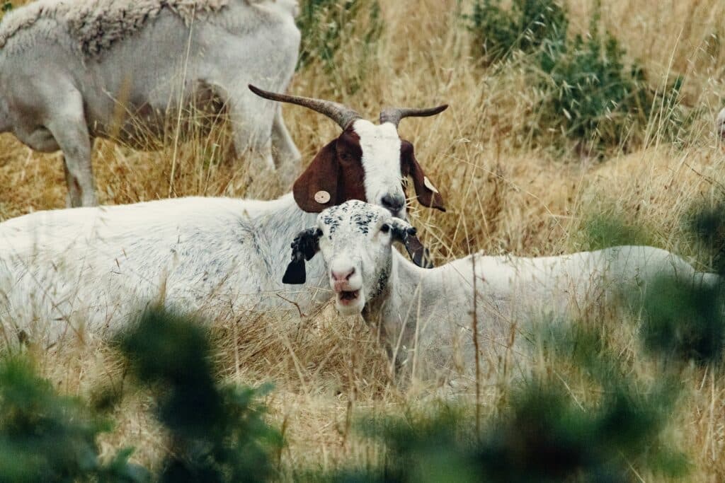 National quarantine for 30 days for sheep and goats. Measures imposed by ANSVSA