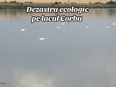 Constanţa: Sute de peşti au murit în lacul Corbu / Autorităţile au prelevat probe de apă, dar şi de peşte pentru analiză / Specialiştii au două posibile cauze ale mortalităţii piscicole: temperaturile ridicate sau o posibilă poluare - VIDEO