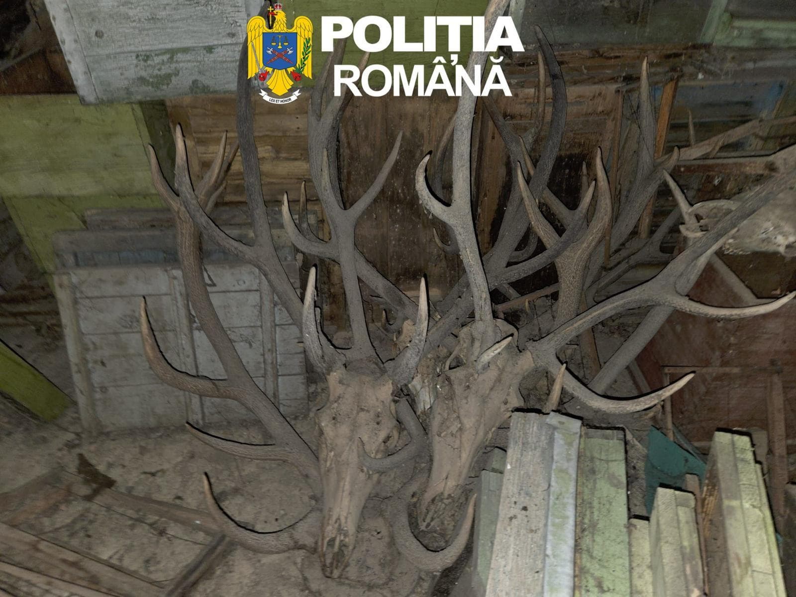 Arad - 29 de percheziţii vizând infracţiuni la regimul armelor. Patru bărbaţi reţinuţi, 10 arme, 475 de cartuşe deţinute ilegal şi peste 200 de trofee ridicate - FOTO