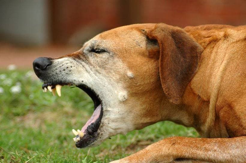 Bucureşti: Băiat de doi ani şi patru luni, la spital după ce a fost muşcat de un câine, în timp ce era în vizită la rude împreună cu mama sa/ Poliţiştii fac verificări