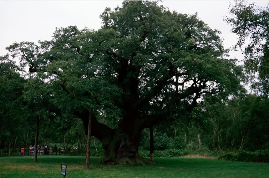 Celebrul stejar al lui Robin Hood din Pădurea Sherwood, Major Oak, a murit, anunţă experţii
