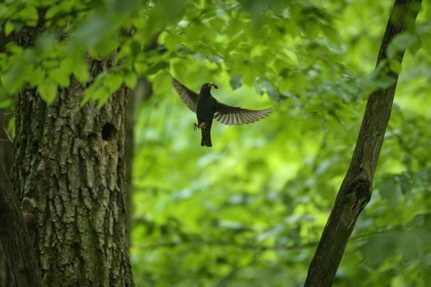 Ziua Mediului - Parcul Natural Vânători Neamţ, o zonă de stabilitate pentru biodiversitate/ Regiunea are 20,6% din suprafeţele regenerate, cel mai mare procent din ţară la acest indicator