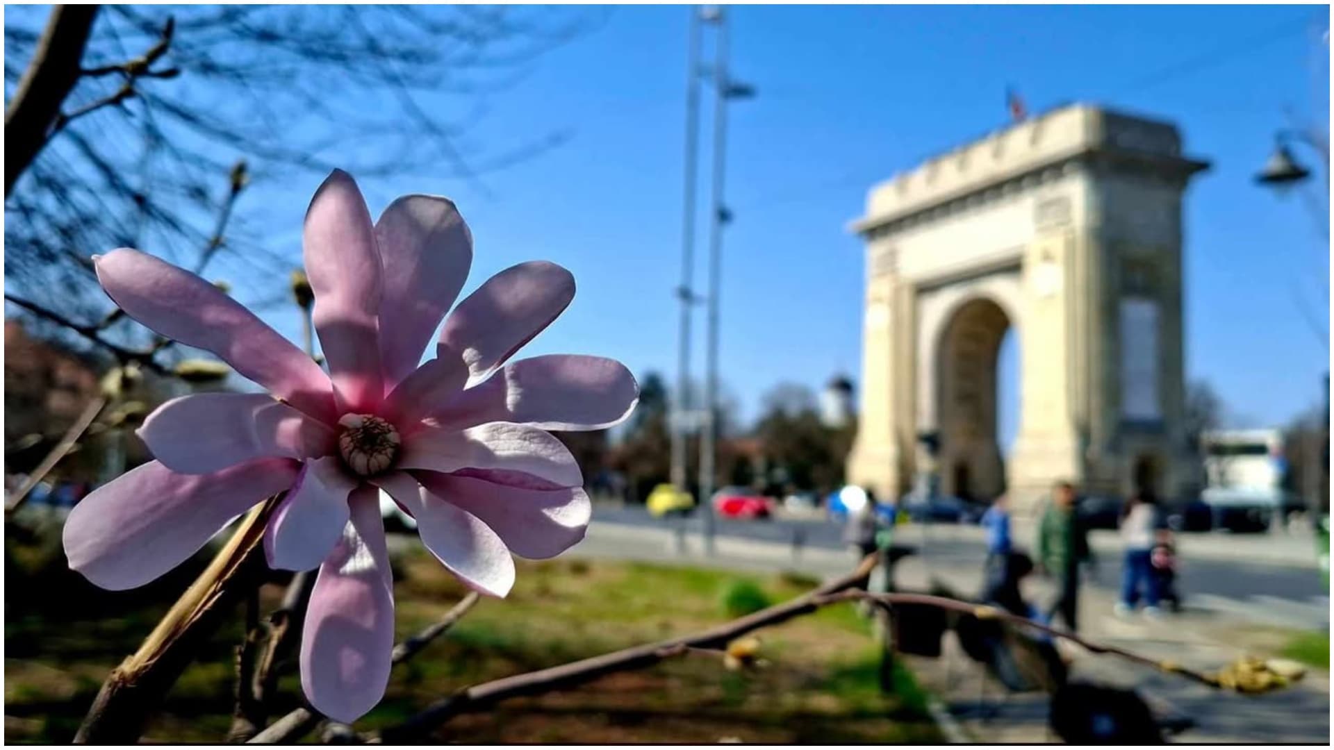 FOTO 🌸 Festivalul magnoliilor continuă la Arcul de Triumf. Bucureștenii se opresc din agitație pentru a admira, câteva momente, delicatețea florilor