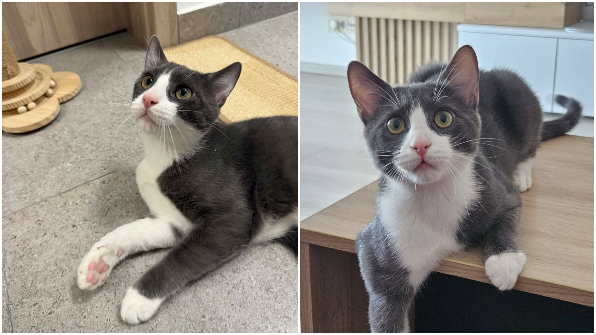 FOTO 🐈⬛ Oscar, motănelul „atlet”, își caută o familie iubitoare în București. Micuțul este deja celebru pentru sesiuni lungi de tors și acrobații în aer