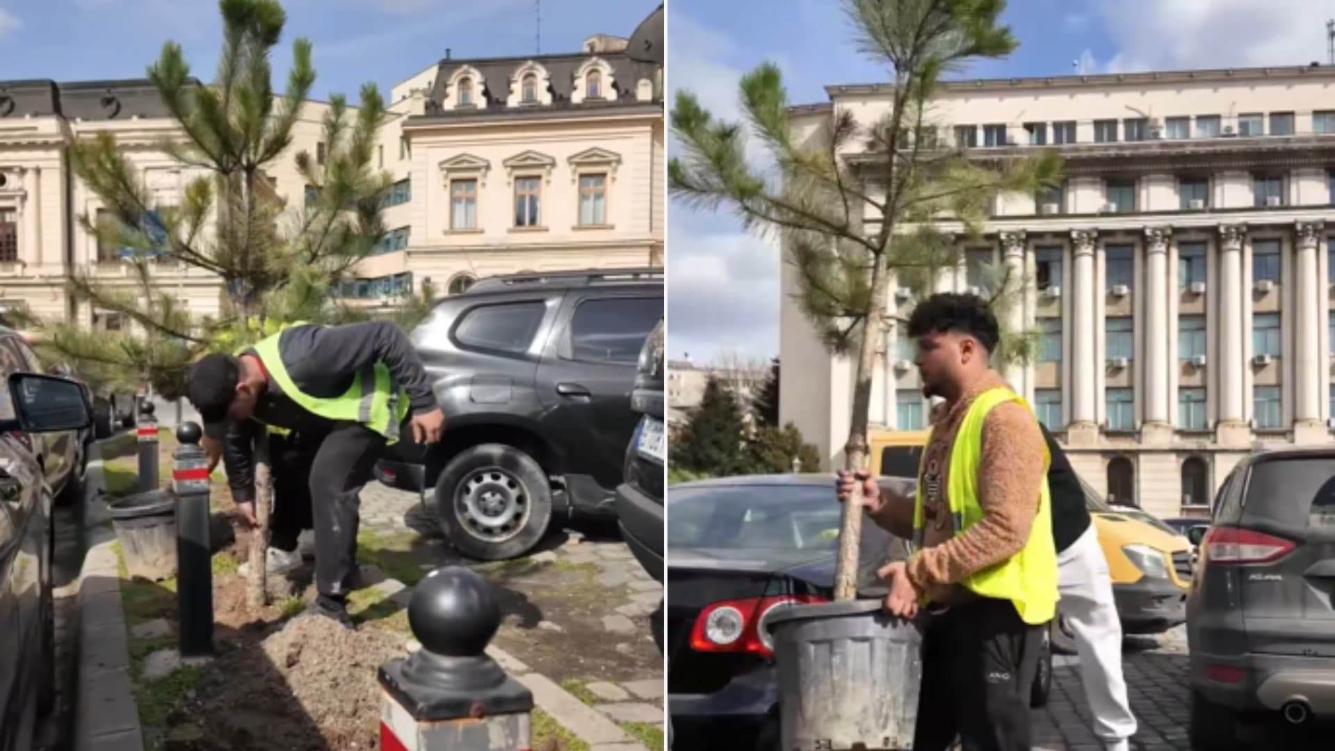 VIDEO | 14 pini au fost plantați în Piața Revoluției. Primăria promite 3.000 de copaci sădiți în tot Sectorul 1, primăvara aceasta