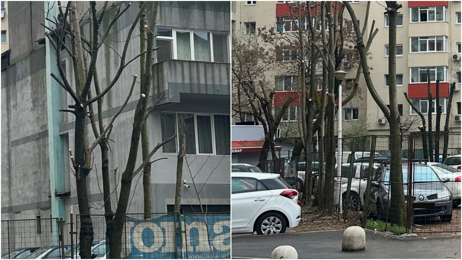 FOTO | Bucureștean nervos: „Toaletarea copacilor este o bătaie de joc în Sectorul 4”. Mai mulți arbori de aici au crengile tăiate prea mult