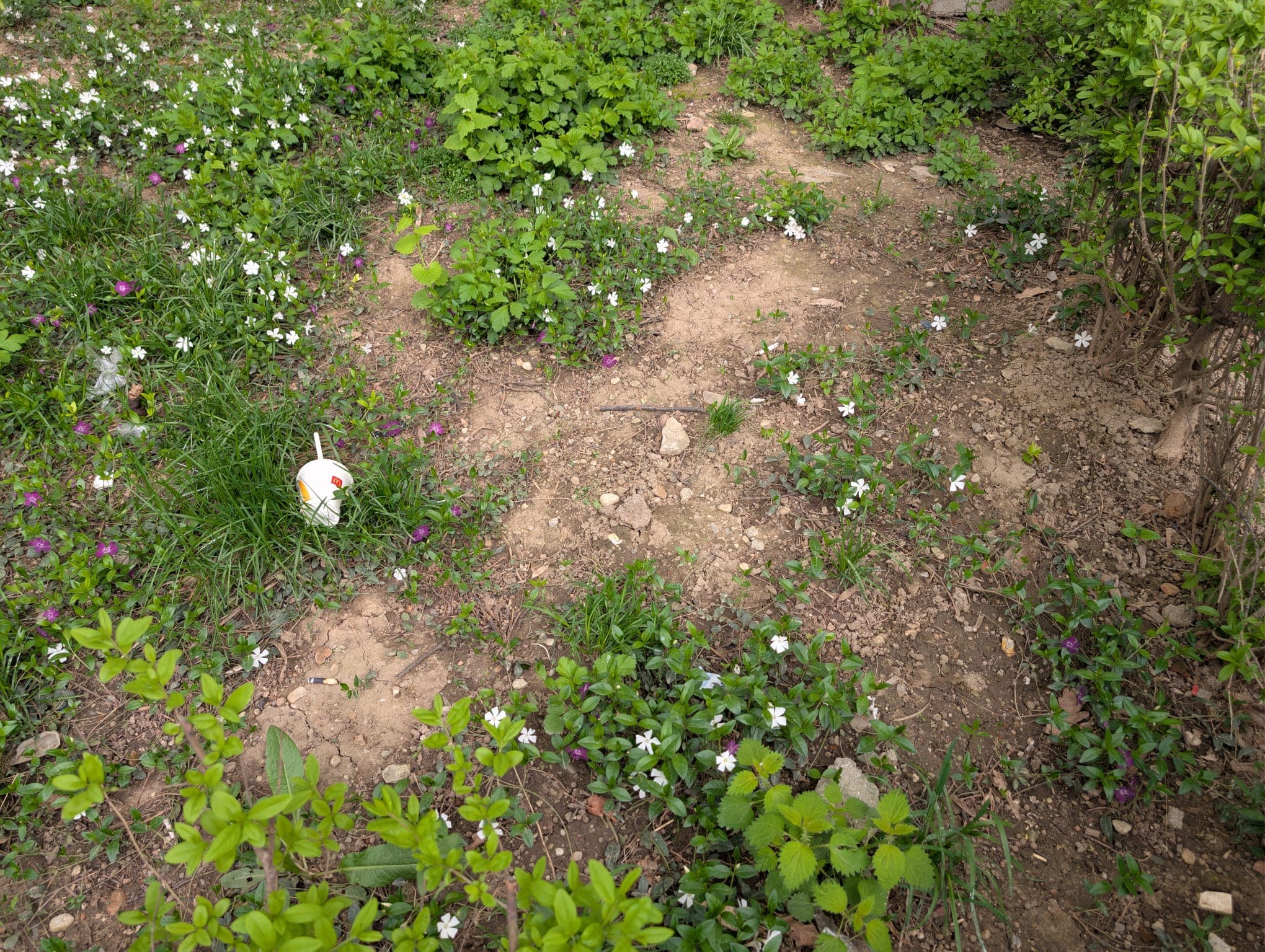 FOTO | În ce hal de degradare au ajuns inutilele rulouri de gazon puse de dl Mihaiu în Sectorul 2. Noroc că natura a născut iarbă și bălării