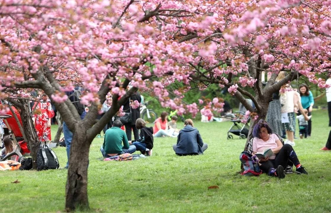 FOTO | Grădina Japoneză din Herăstrău, cea mai mare din Europa, s-a îmbogățit. Au fost plantați zeci de noi cireși, arțari și gutui japonezi, pini bonsai și un bambus