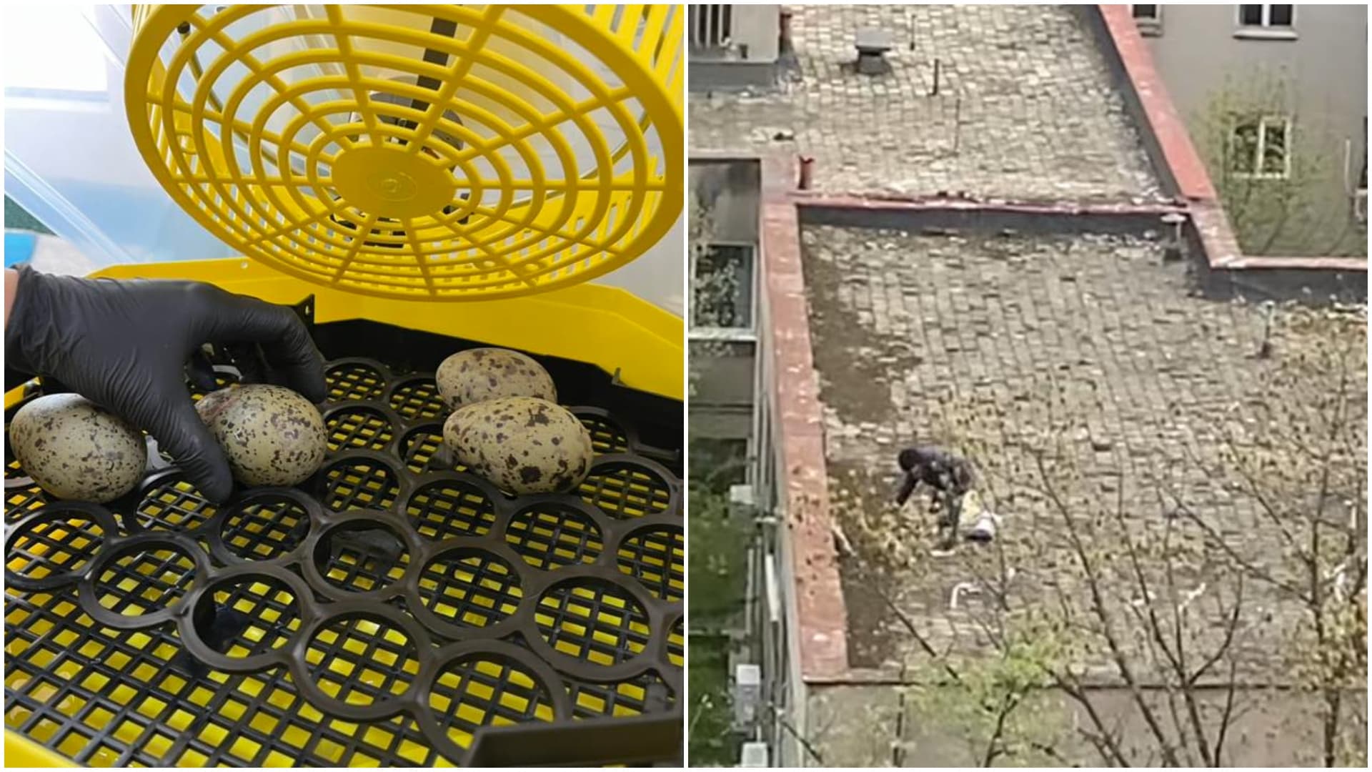 FOTO | Un bucureștean care a distrus cuiburi de pescăruș aflate pe un bloc s-a ales cu dosar penal. Ouăle au fost preluate de Fundația Visul Luanei