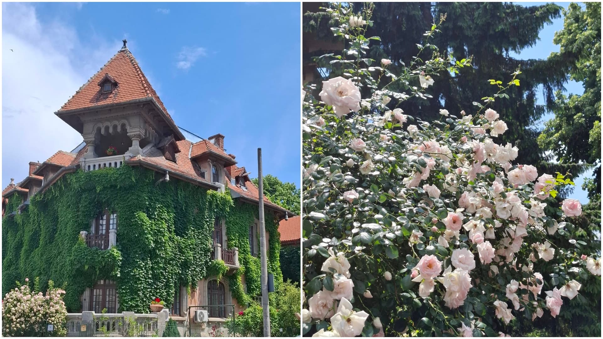 FOTO 💚 Minunata „Casă de Iederă” din Cotroceni și trandafirii care stau de vorbă cu vecinii, cu coate sprijinite pe garduri. Un cartier gătit complet în hainele de vară
