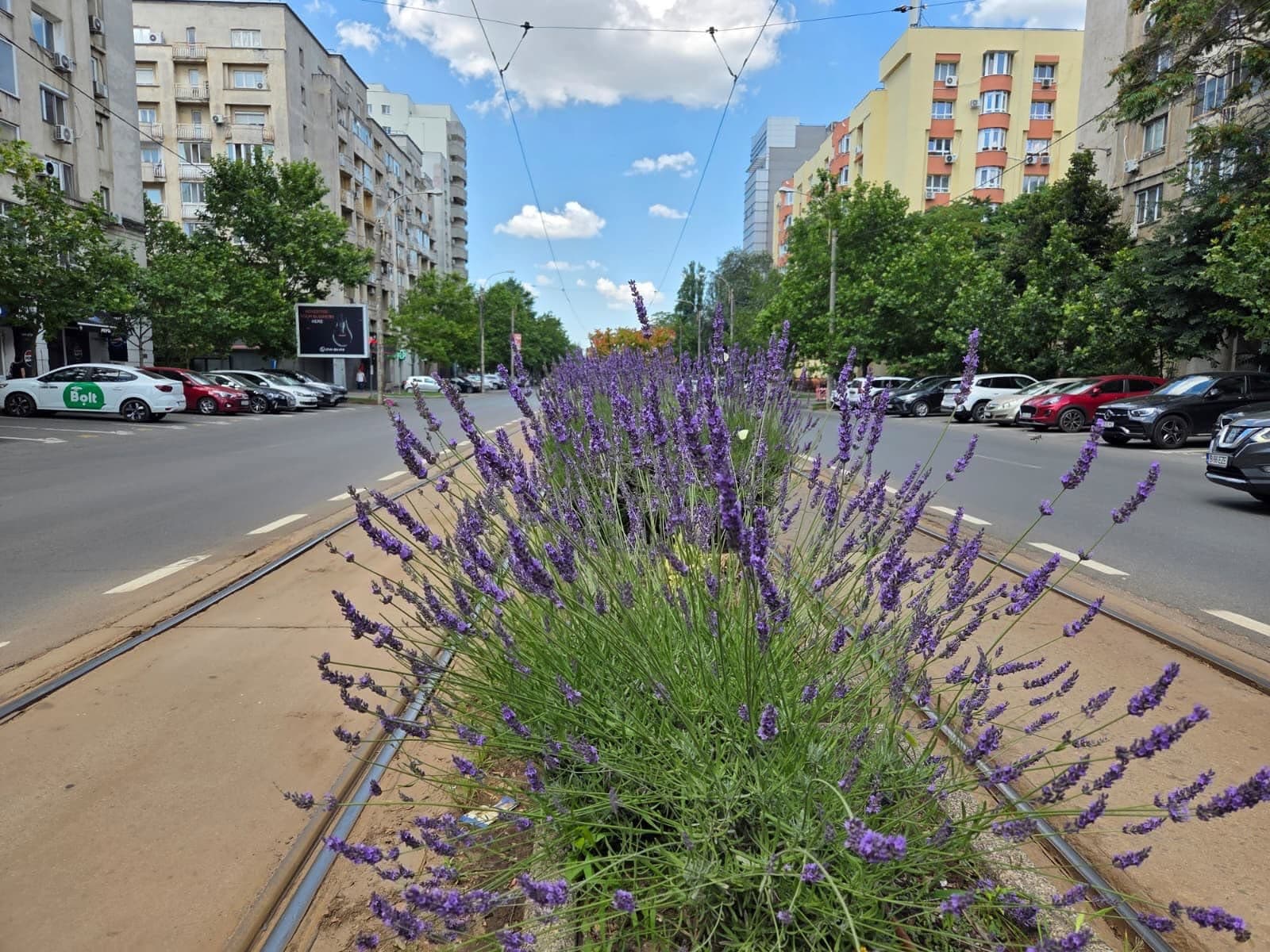 FOTO | Negoiță s-a trezit dimineață hotărât să admire o tufă de lavandă dintre șine de tramvai. A pozat-o de foarte aproape, să pară nesfârșite câmpuri de frumos