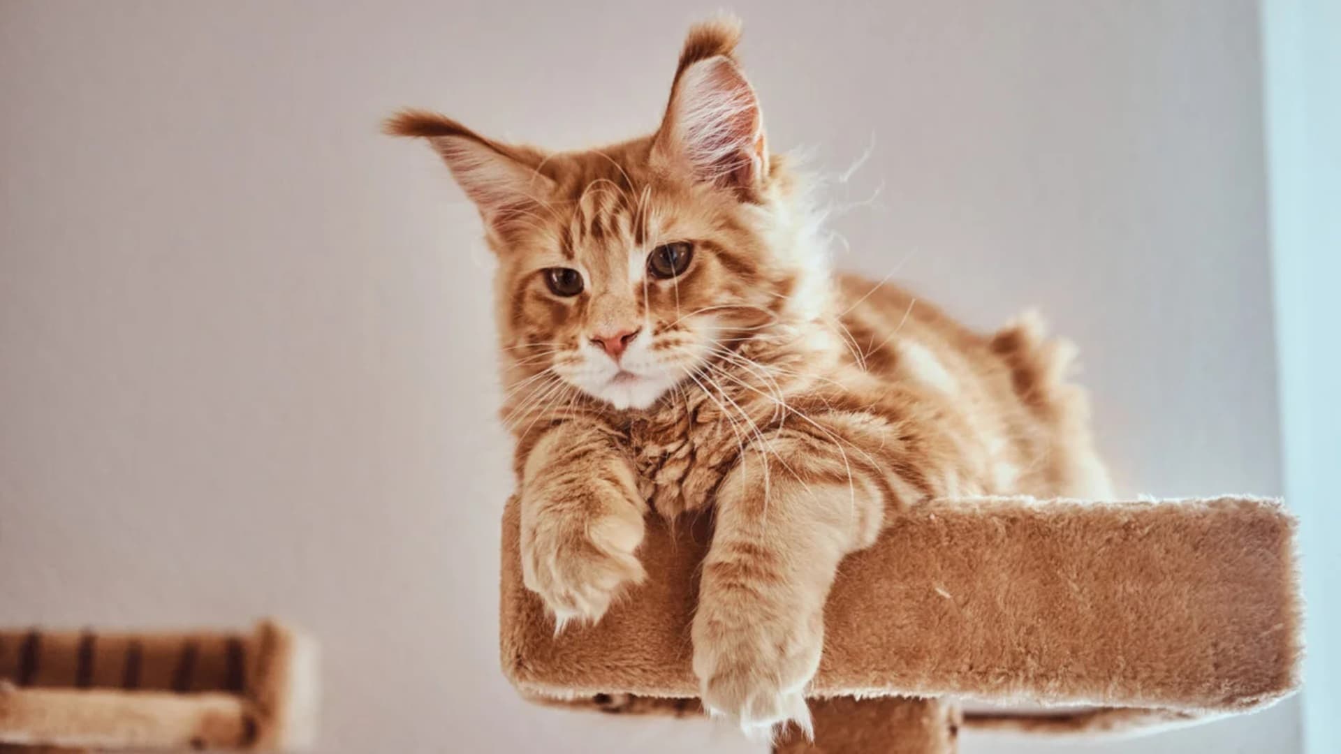 VIDEO 🐈 Când se deschide MaineCoon Cafe în București, cu pisici aristocrate și elegante. Rezervările au început înainte de marea inaugurare
