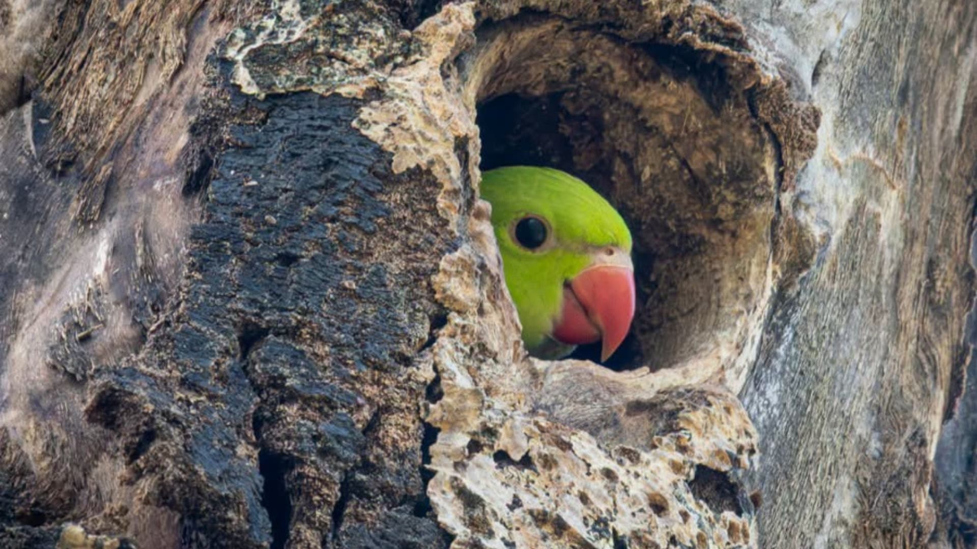 FOTO | Au apărut primii pui de papagal Micul Alexandru în București. Ornitologii i-au observat în Parcul Tineretului, unde își au cuiburile