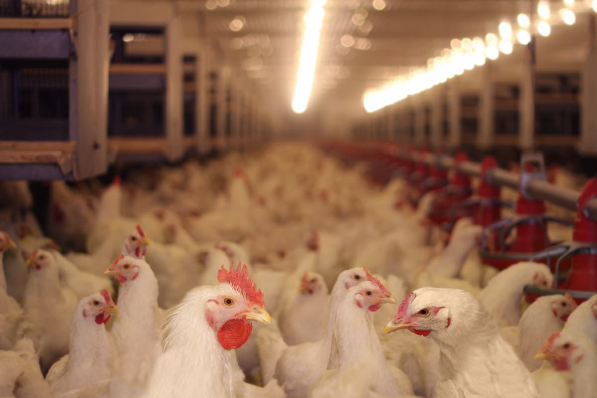 Romanian poultry producer Holding Familia Safir expands production capacity after EUR 16.5 mln acquisition deal
