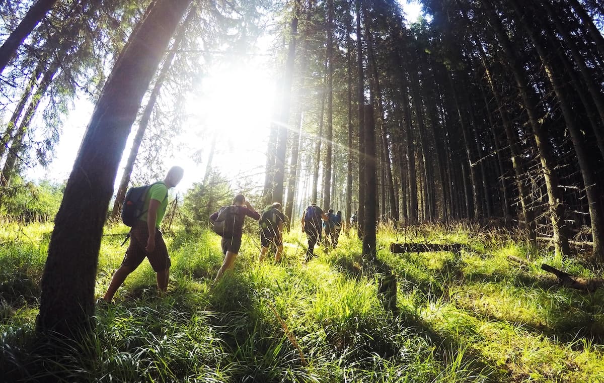 Romania’s rewilded Carpathian forests ranked among world’s top conservation destinations by National Geographic