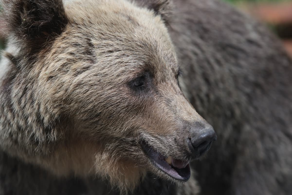 Bear shot in Brașov after repeated appearances in the city