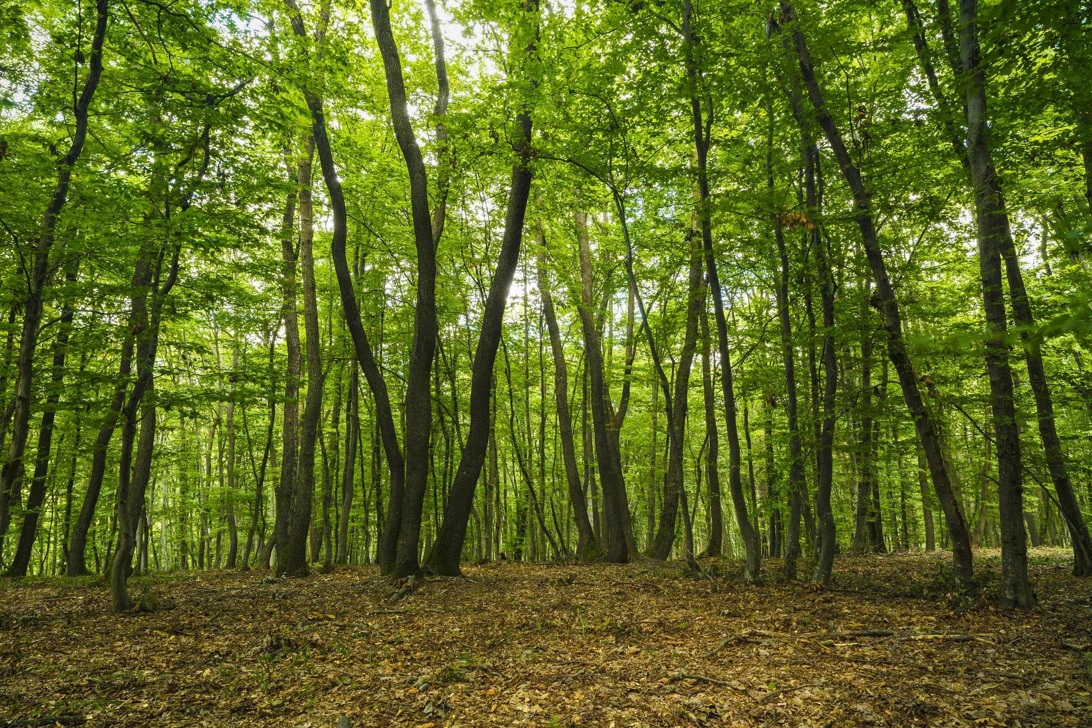 Romania’s famous Hoia-Baciu forest near Cluj-Napoca affected by illegal deforestation