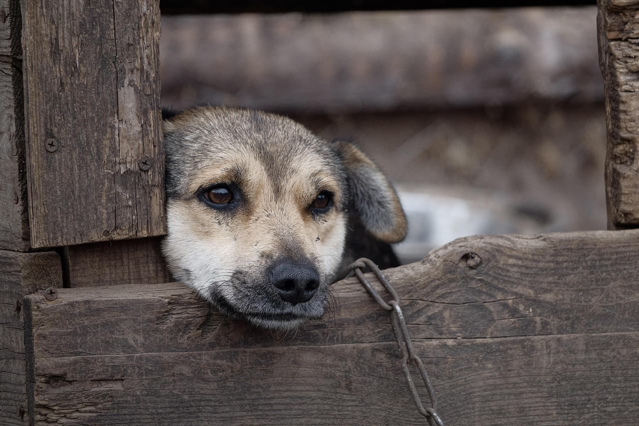 Prim pas către INTERDICȚIE: Câinii nu vor fi ținuți mai mult de 2 ore pe zi în lanț. Sancțiunile ajung până la confiscarea animalului