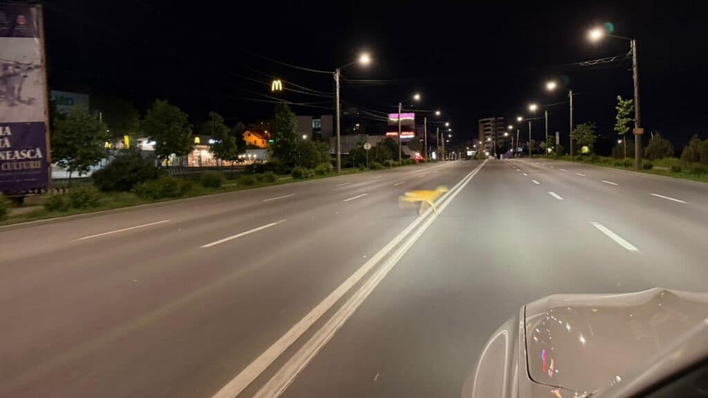 FOTO | Pui de căprioară surprins la miezul nopții traversând bulevardul, la Iași