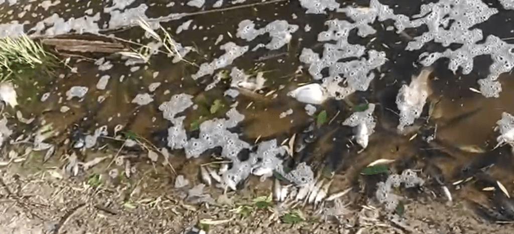 VIDEO | Suspiciuni de poluare a apei la Ciric după filmarea unor pești morți