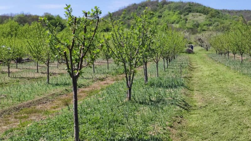5 pomi fructiferi care oferă cele mai bogate recolte, potrivit experților în grădinărit
