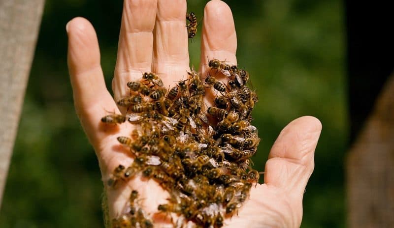 Albinele pot rezolva probleme fără să fie antrenate. Descoperirea care schimbă ce știm despre inteligența animalelor