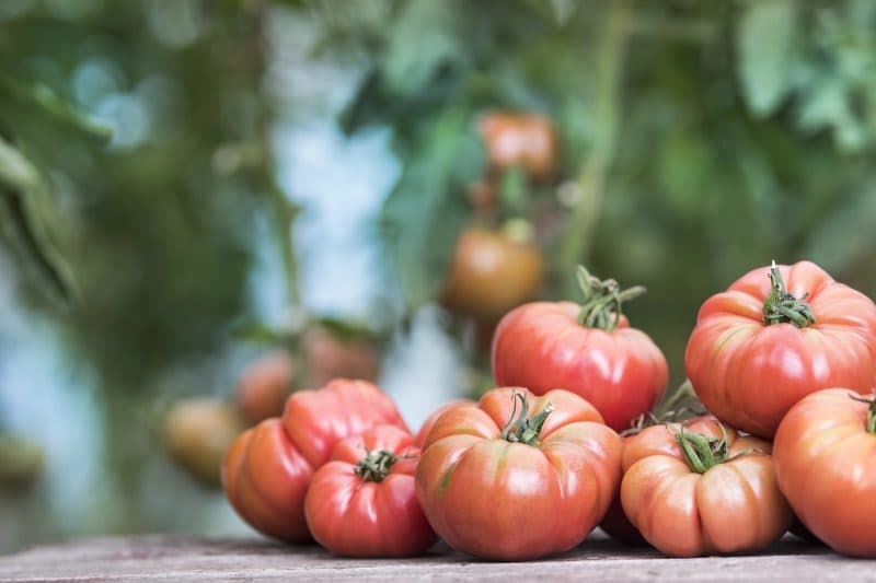 Când şi cum să uzi roşiile pentru a nu crăpa vara. Secretul agricultorilor cu experienţă