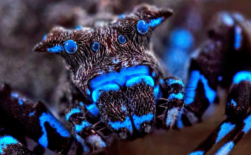FOTO | Ființe ca din altă lume, descoperite de cercetători. Păianjenul fluorescent și insectele necunoscute care au uimit lumea științei