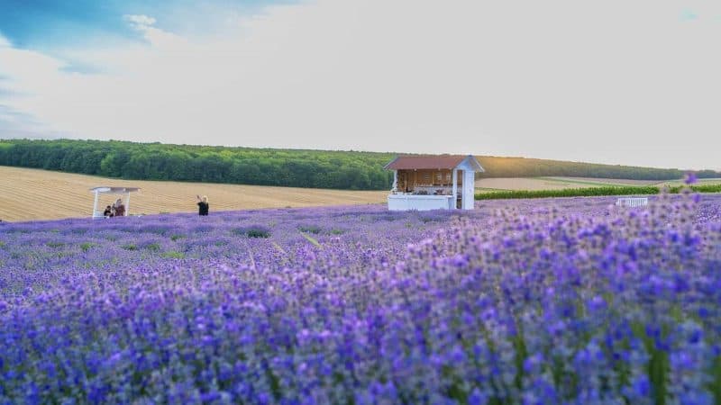 Planta cu care românii au dat lovitura în ultimii ani. Este căutată în toată lumea, este considerată „aurul cosmeticii”