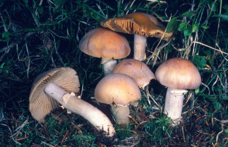 Descoperirea care schimbă tot ce știam despre viața ascunsă de sub picioarele noastre. Rețeaua subterană a Pământului rivalizează cu dimensiuni cosmice