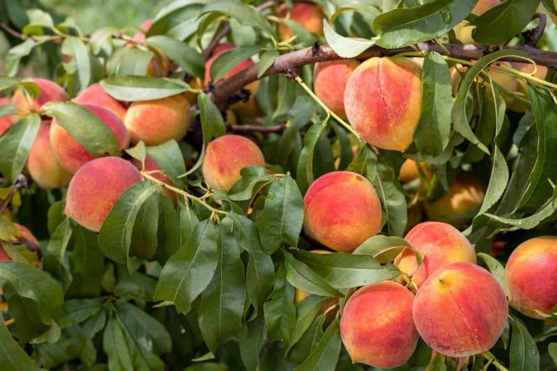 8 metode simple care pot dubla producția pomilor fructiferi