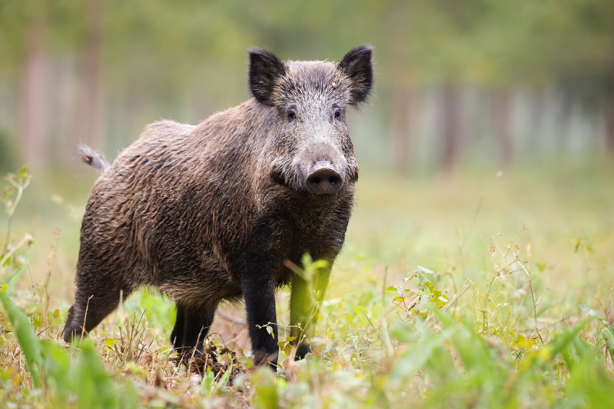 Mesaj RO-Alert, după ce un porc mistreţ a fost văzut în Pipera-Voluntari, în zona unei școli