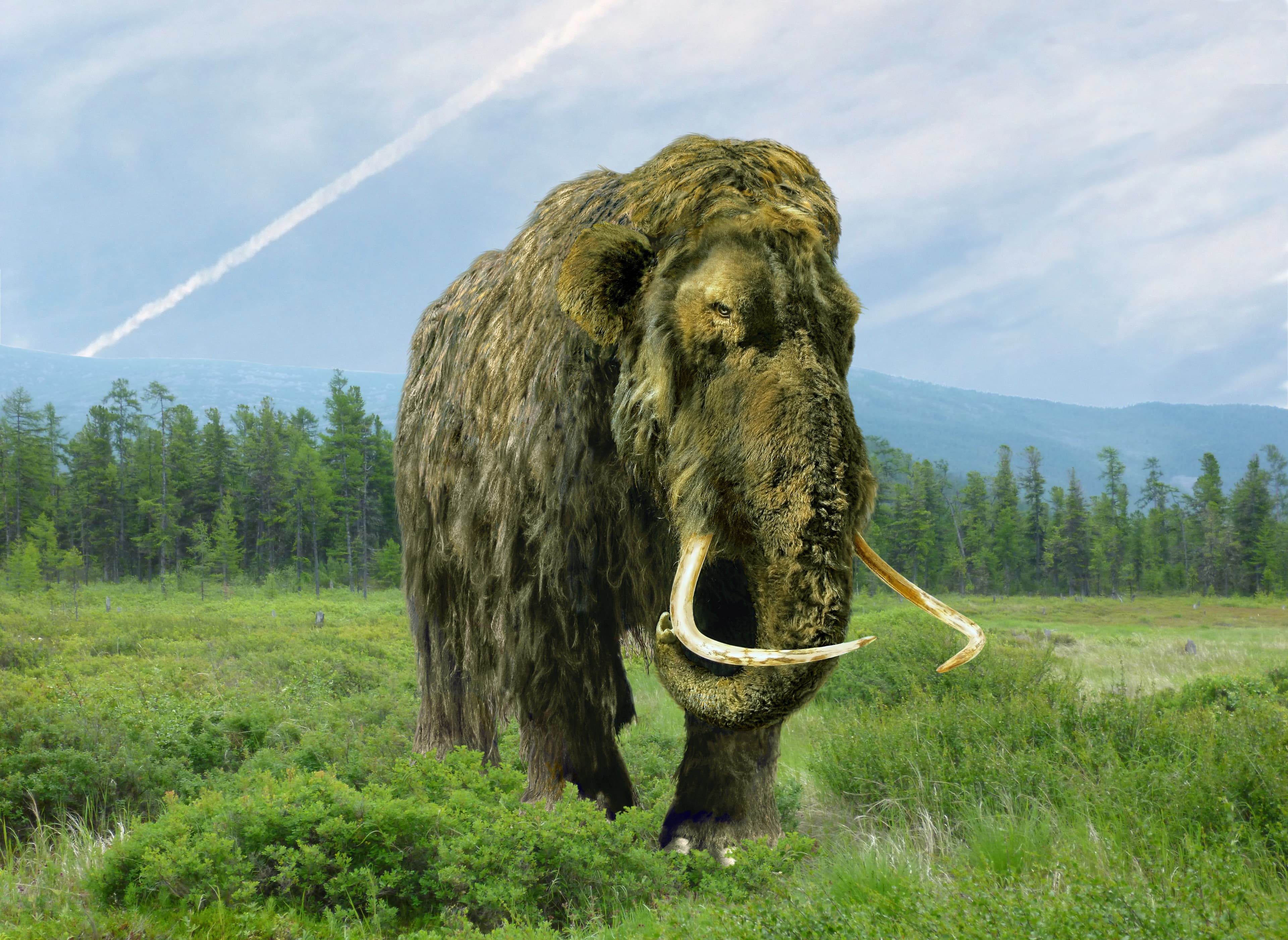 Un „mamut” păstrat timp de 70 de ani într-un muzeu s-a dovedit a fi cu totul altceva. Ce animal era, de fapt