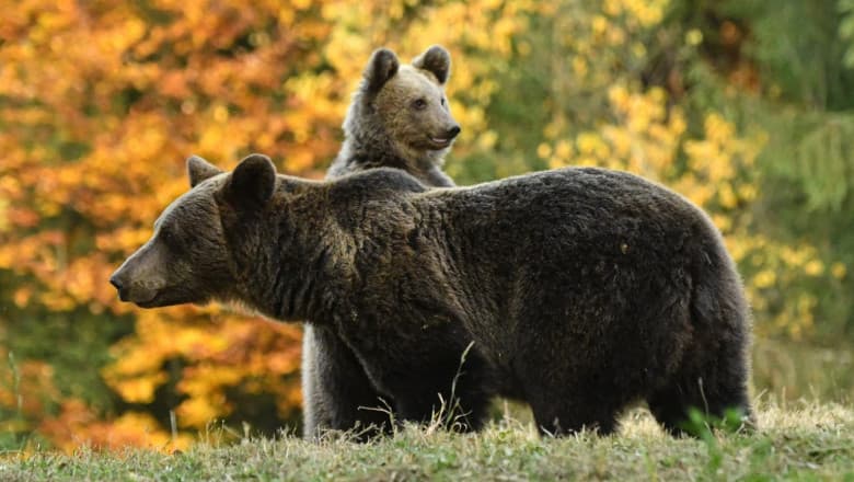 Urși în mai multe județe: mai multe mesaje RO-Alert în Harghita și intervenții ale autorităților în Alba