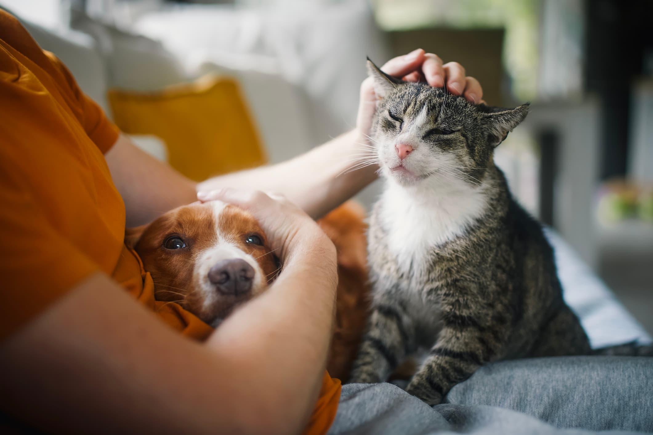 Animalele de companie și stresul: cercetătorii contrazic o idee populară