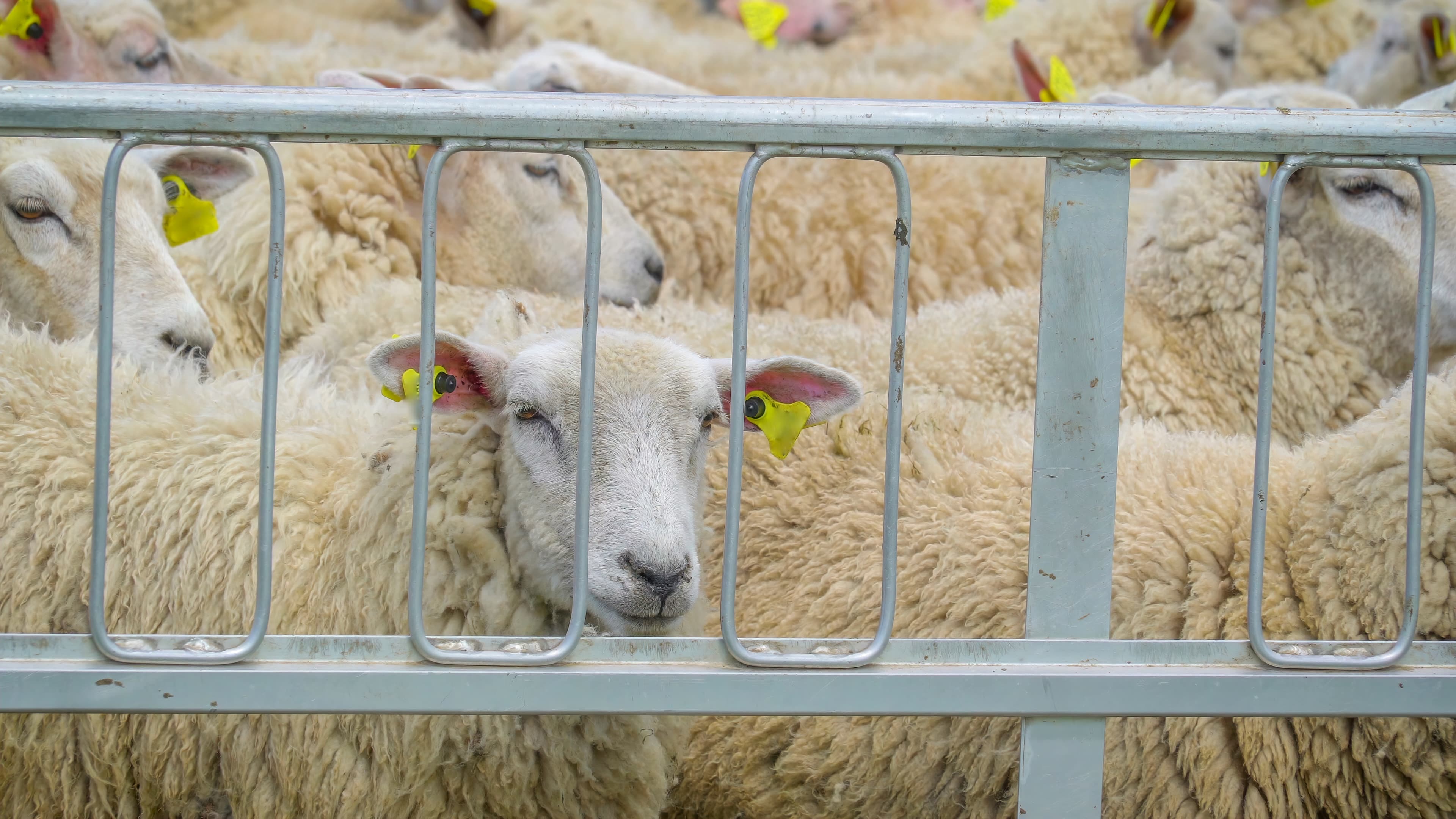 Suspiciune de fraudă în sistemul de trasabilitate a animalelor: 75 de oi declarate ucise în Tulcea au fost găsite în viață la Cluj