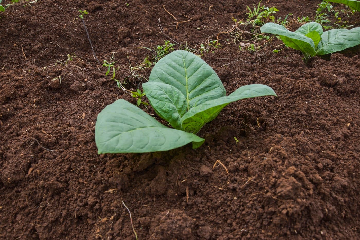Secretul nicotinei, descifrat după 200 de ani: „Este un moment important pentru ştiinţă”