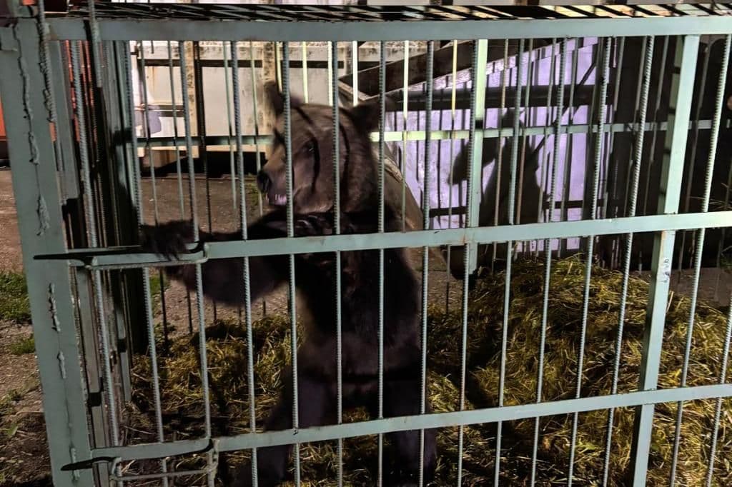 Prahova. Urs capturat în incinta Şcolii de Agenţi de Poliţie de la Câmpina
