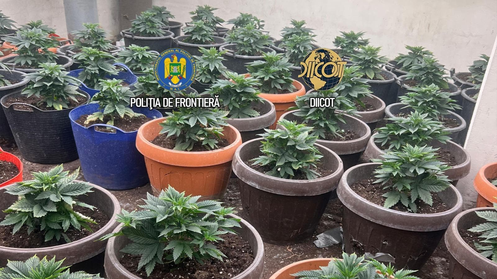 Cultură uriașă de canabis la ghiveci, descoperită lângă Capitală. Semințele erau aduse din Olanda prin poștă