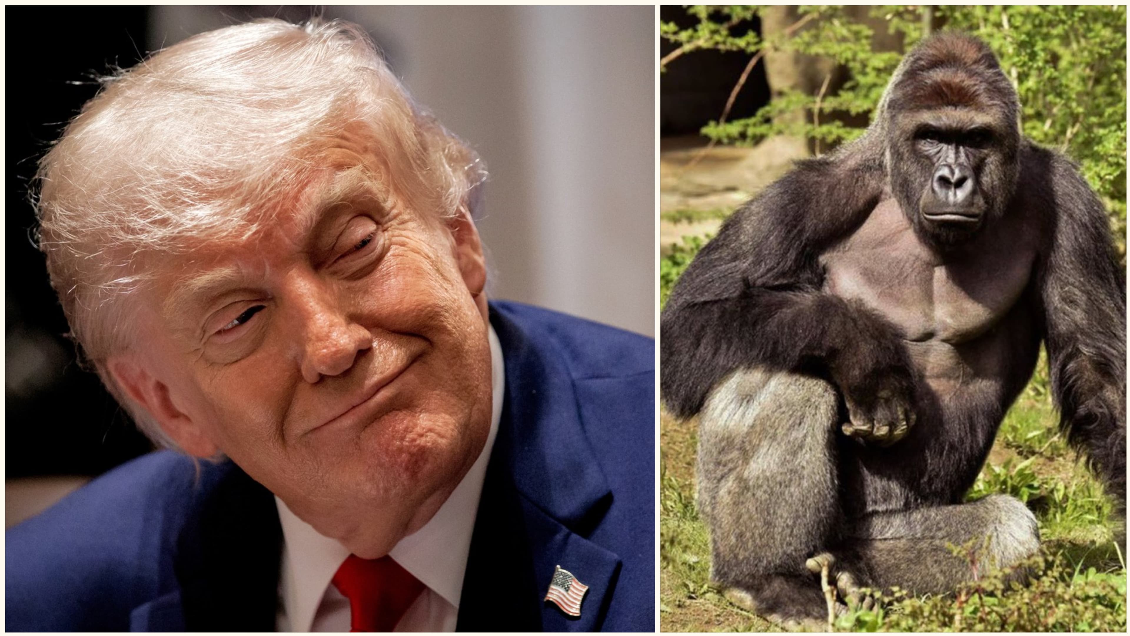 Casa Albă stârnește un val de critici și ironii cu un omagiu pentru gorila Harambe, la 10 ani de la moarte: „Un adevărat patriot”