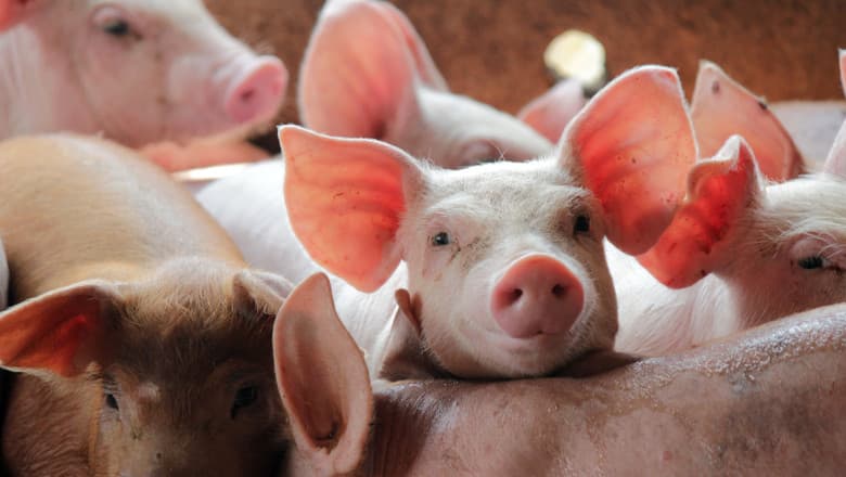 Focar de pestă porcină africană în Ungaria, în apropierea frontierei cu România. Mii de animale vor fi sacrificate