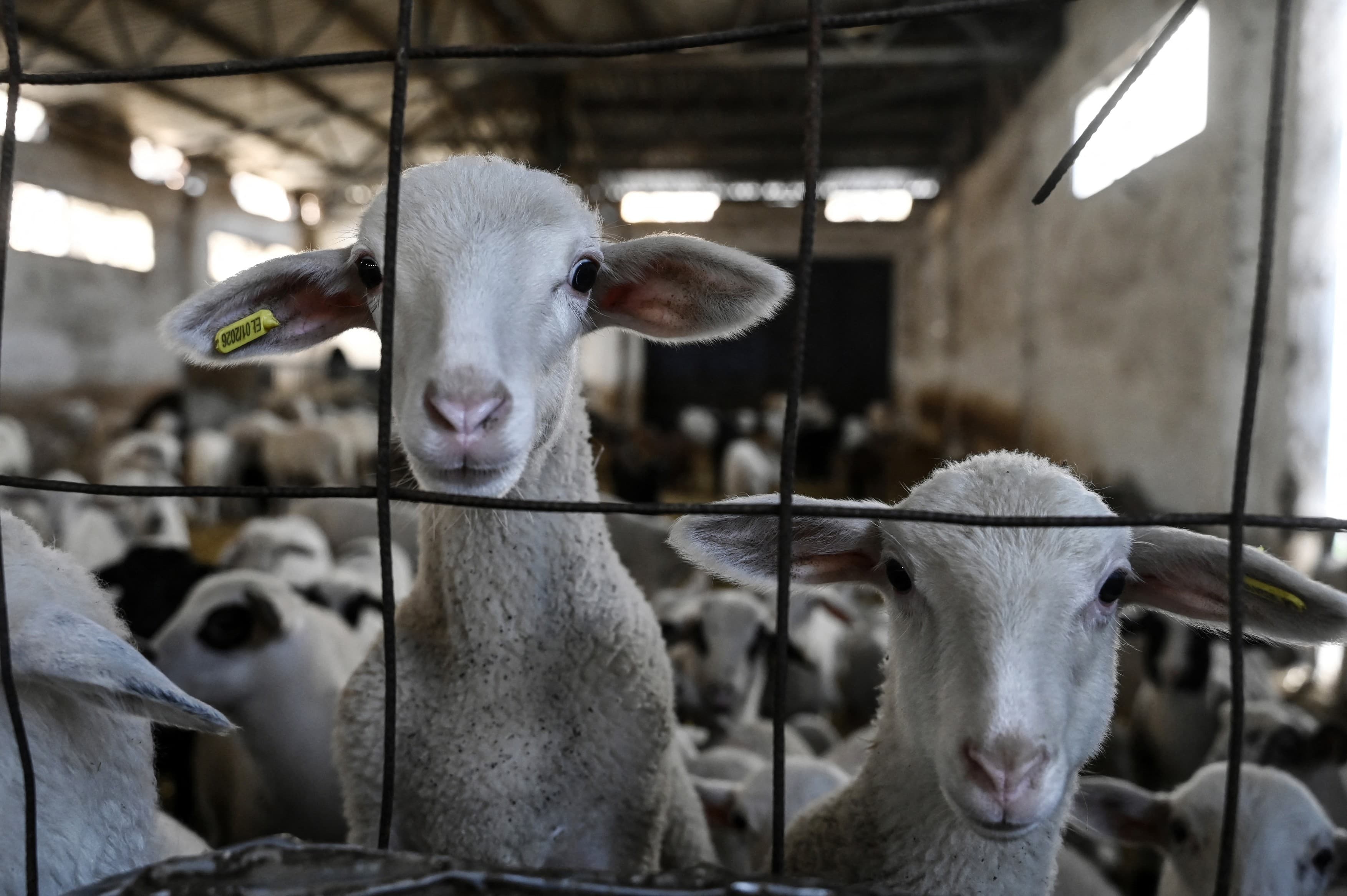 Comisia Europeană a extins interdicţia privind exportul de ovine şi caprine din România. Anunțul lui Tanczos Barna