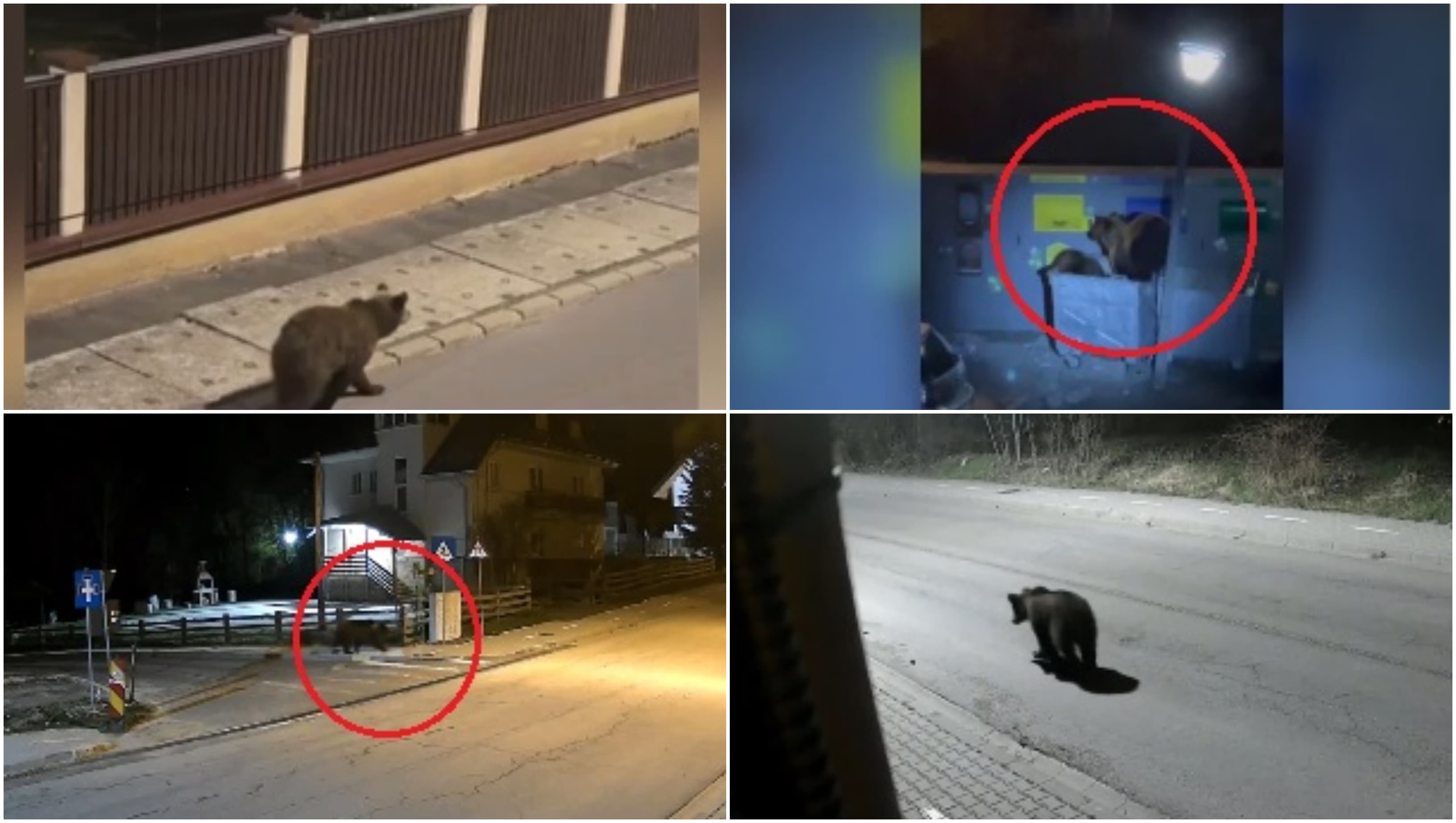 „E o soluție, dar nu eficientă”. Ce spun românii din zonele de munte despre legea care dublează cota de recoltare în cazul urșilor